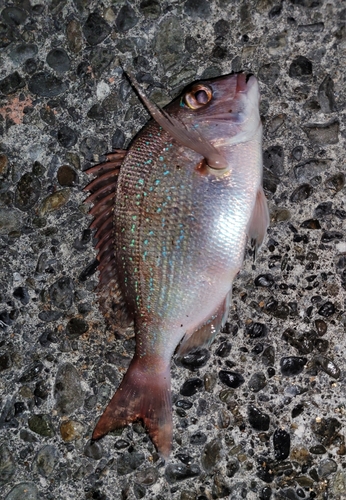 チャリコの釣果