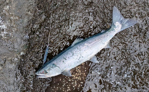 サクラマスの釣果