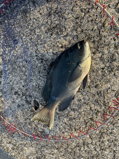 クチブトグレの釣果