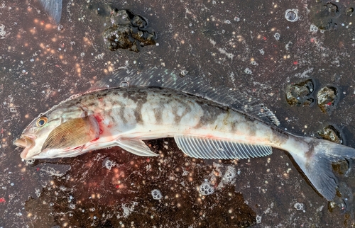 ホッケの釣果