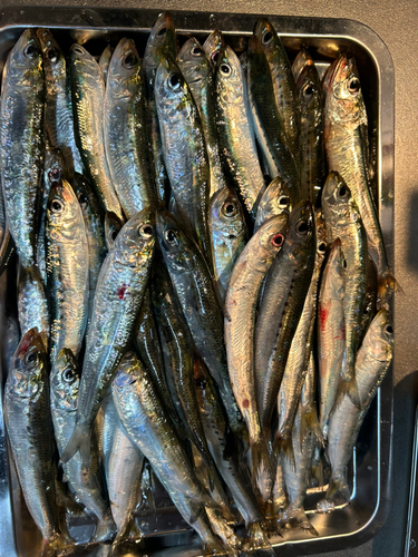 イワシの釣果