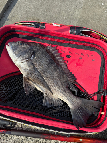 チヌの釣果