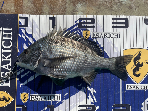 クロダイの釣果