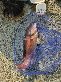 コブダイの釣果