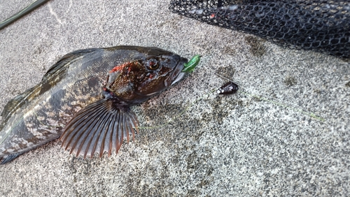 アイナメの釣果