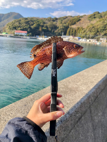 オオモンハタの釣果