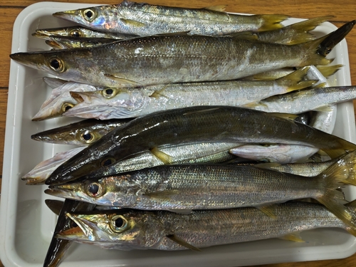 アカカマスの釣果