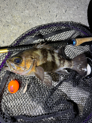 メバルの釣果