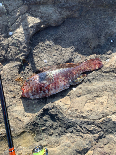 ブダイの釣果