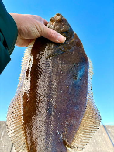 マコガレイの釣果