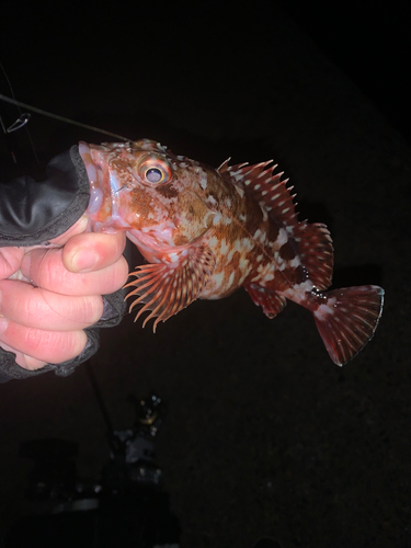 カサゴの釣果