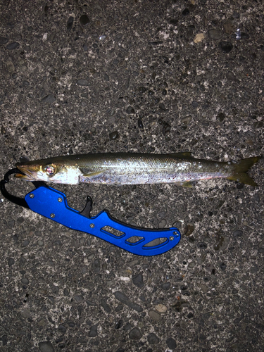 アカカマスの釣果