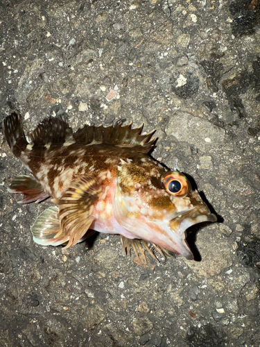 カサゴの釣果