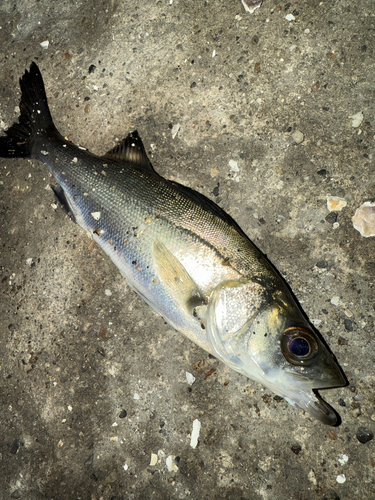 セイゴ（マルスズキ）の釣果