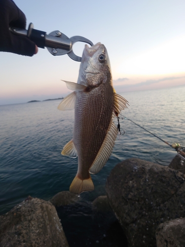 ニベの釣果