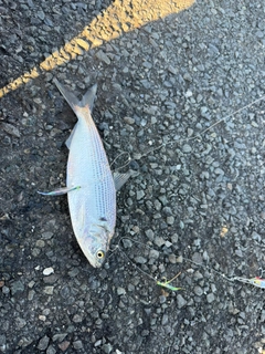 コノシロの釣果