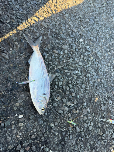 コノシロの釣果