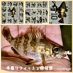 メバルの釣果