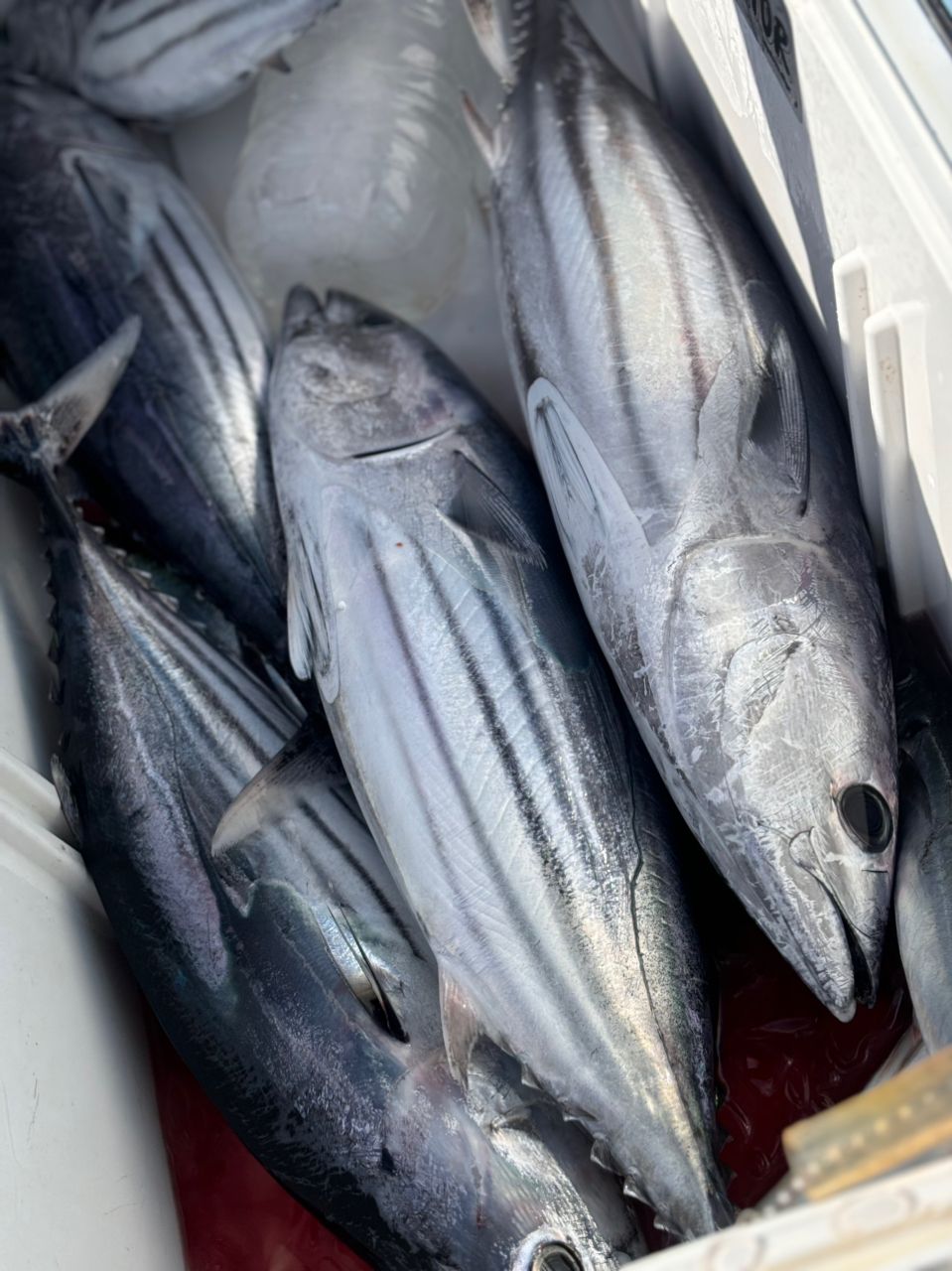 もふもふあきさんの釣果 3枚目の画像