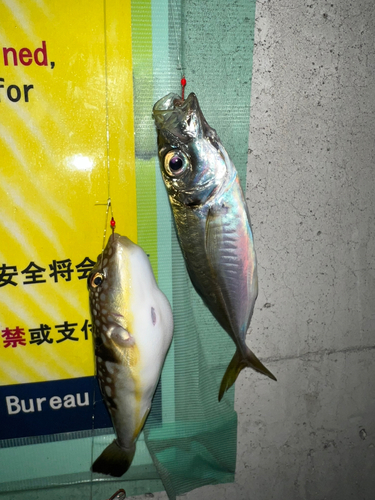 アジの釣果