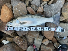 ヒラスズキの釣果