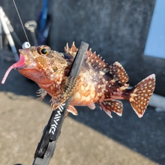 カサゴの釣果