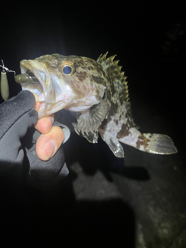 タケノコメバルの釣果