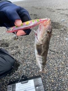 ホッケの釣果