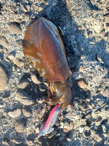 アオリイカの釣果