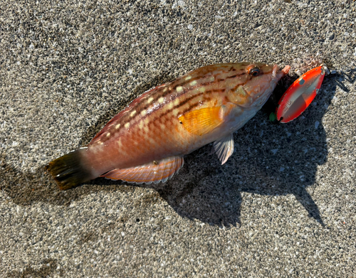 アカササノハベラの釣果