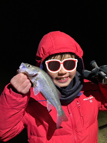 タイリクスズキの釣果