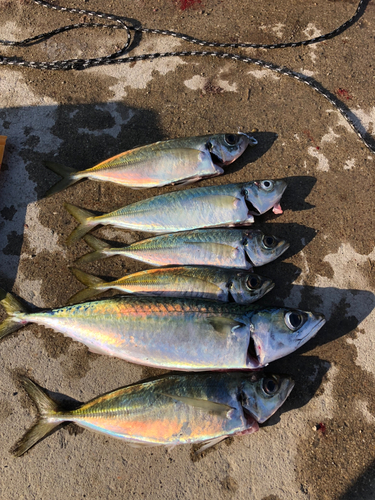 アジの釣果