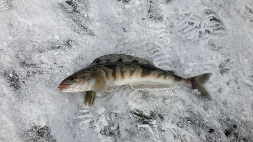 ホッケの釣果