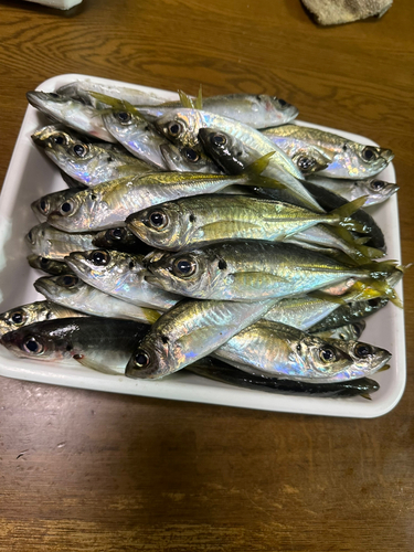 アジの釣果