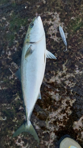 ブリの釣果