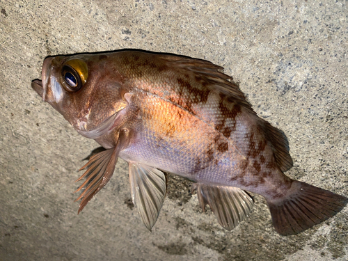 メバルの釣果