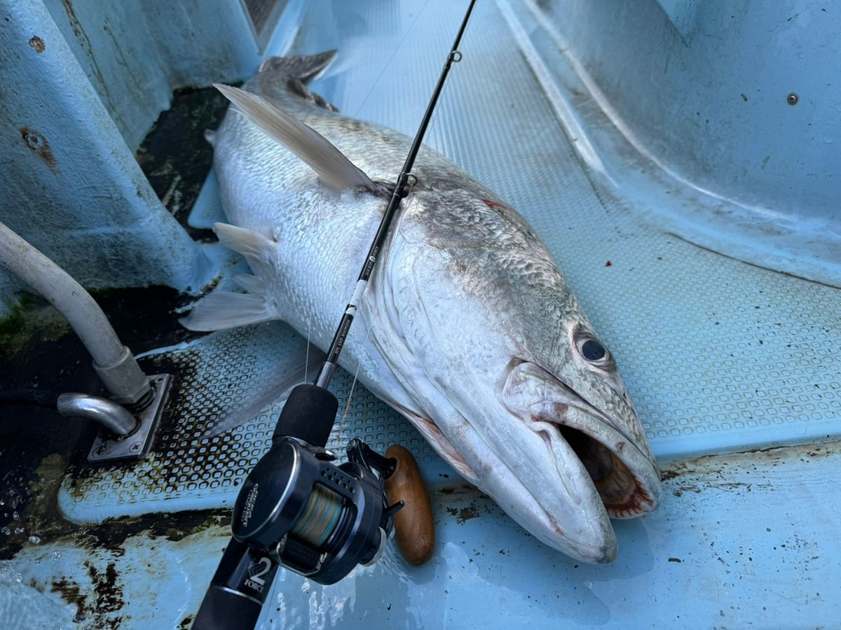 ゆうAnglers-connectionさんの釣果 2枚目の画像