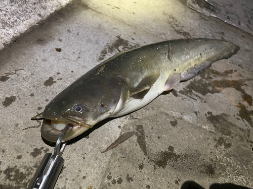 ナマズの釣果