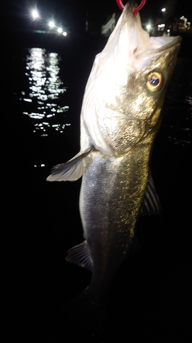 フッコ（マルスズキ）の釣果