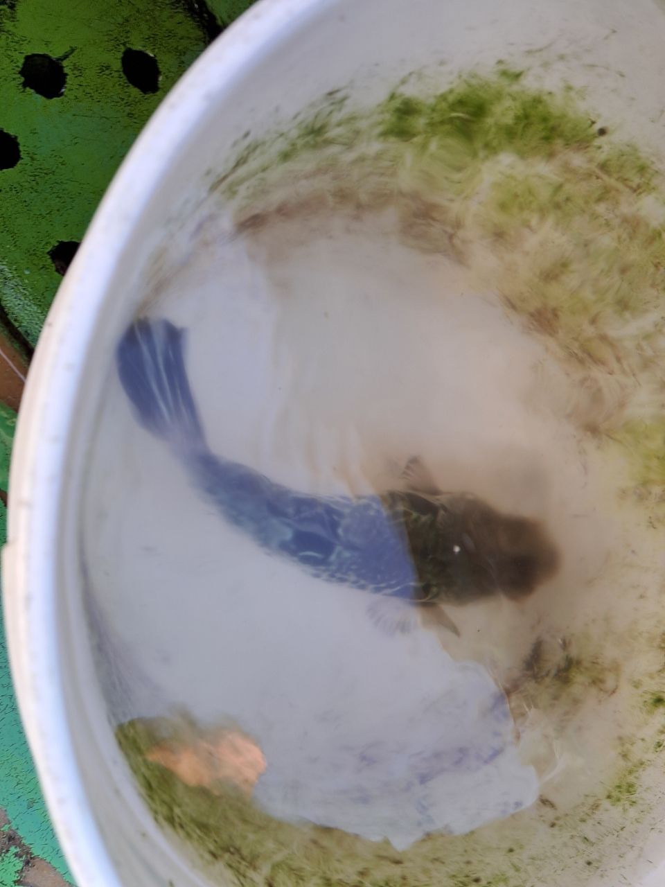 畑のanglerさんの釣果 2枚目の画像