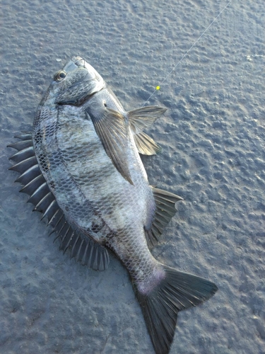 チヌの釣果