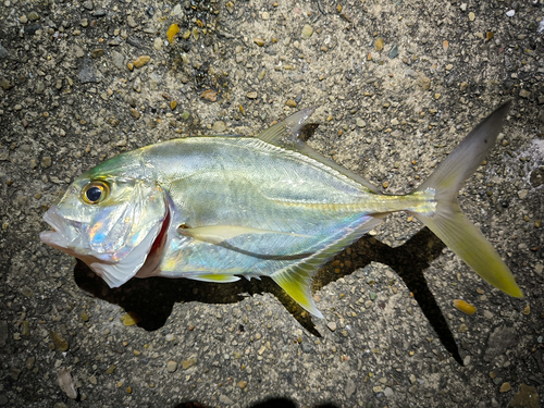 GTの釣果