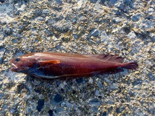 ドンコの釣果