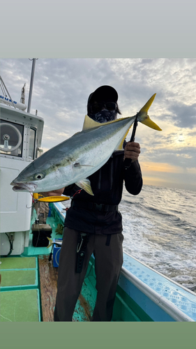 ハマチの釣果