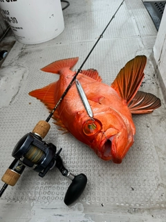 チカメキントキの釣果