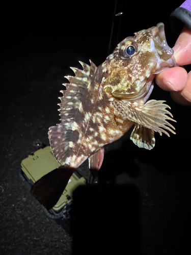 カサゴの釣果