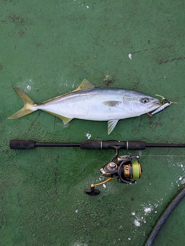 イナダの釣果