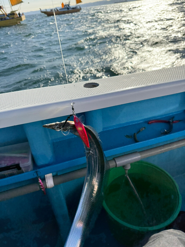 タチウオの釣果