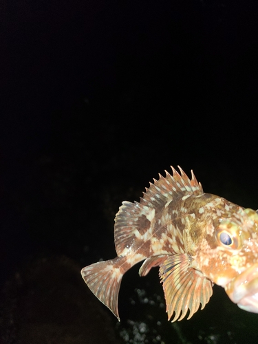 アラカブの釣果