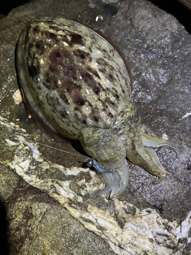 コウイカの釣果